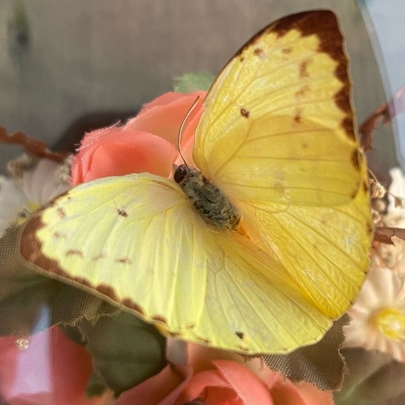 Vintage Real Butterfly Taxidermy Solid Glass Dome Globe Wood Base - Picture 7 of 12